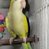 Quaker Parrots for Rehome