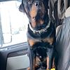 Rottweiler stud