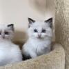 Ragdoll kitten for sale