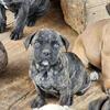 Cane corso puppies