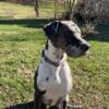 Male Great Dane looking for female to breed with