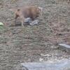 Male and Female bully 2,000 for both or obo