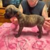 KB-4 Reverse Brindle Female