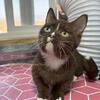 Odd Eye Chocolate Munchkin Kitten