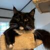 Rag-coone Cat