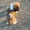 Saint Bernard Puppies