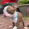 Bridget is an extra cute little female red and white Boston Terrier puppy.
