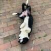 Corgi/ border collie , borgi , for sale