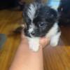 Morkie dogs for sale