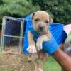 Beautiful bully pups looking for loving family