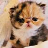 3Hearts Persians & Exotics - exotic shorthair kittens due soon