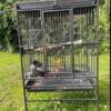 Birds and cages for sale