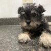 Miniature Schnauzer puppy