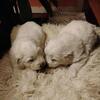 Livestock Guardians