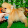 Chicago T-Cup Pomeranian Babies. Super Sweet!!!