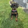 European Doberman Puppy Female