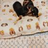 Mini CKC dachshund pups
