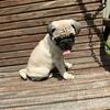 CKC male pug puppy
