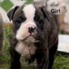 Olde English Puppies IOEBA registered.