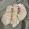 Snow seal Bengal kittens