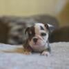 ENGLISH BULLDOG $1000