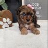 (Cookie) AKC Miniature Poodle Puppy