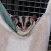 Sugar gliders 