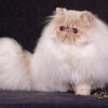 Mobile In Home Cat Groomer
