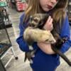 Ferrets looking for new home