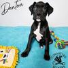 Seal boxer pup - Denton
