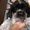 Cocker Spaniel puppies for sale