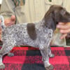 German Shorthaired Pointer Male pups