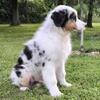 Bonneville – Australian Shepherd