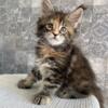 New Elite Maine coon kitten from Europe with excellent pedigree, female. T Xiaomi