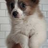 Male Pomeranian puppy