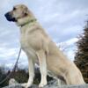 Purebred Turkish Kangal female intact