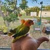 Lovebird Opaline OP agapornis