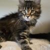 Maine Coon Kitten-TICA Registered-Euro Lines WILLOW