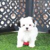 Grace Pretty Female Teddy Bear Puppy