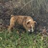 AKC English Bulldog Male