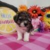 Maltipoo puppies 8 weeks old for sale Kutztown PA