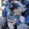 Blue Heeler Puppies/ Australian Cattle dogs