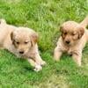 Golden Retriever Puppies