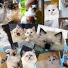 Tica registered ragdoll kittens