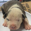 XL American Bully puppies for sale