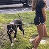 Male Olde English Bulldogge 1 1/2