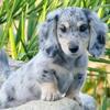 In search of a long hair Dachshund pup Silver dapple w/ cream points or Silver dapple w/ tan points