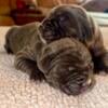 Neapolitan Mastiff Puppies