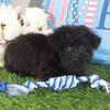 Earl Handsome Little Toy Yorkiepoo Puppy
