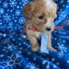 Cavapoo boy looking for a home